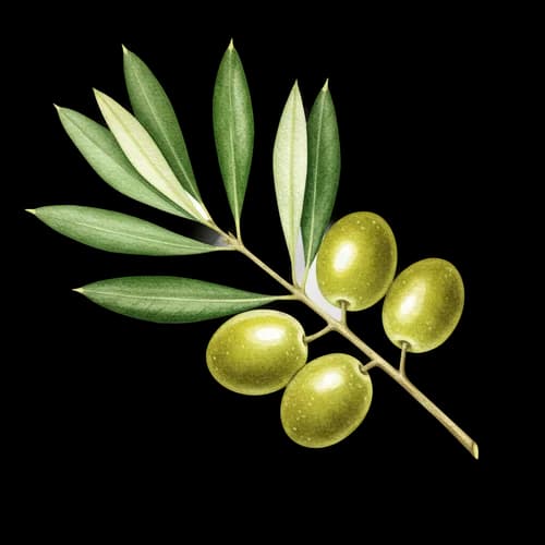 Fresh green olive branch with leaves and ripe fruit