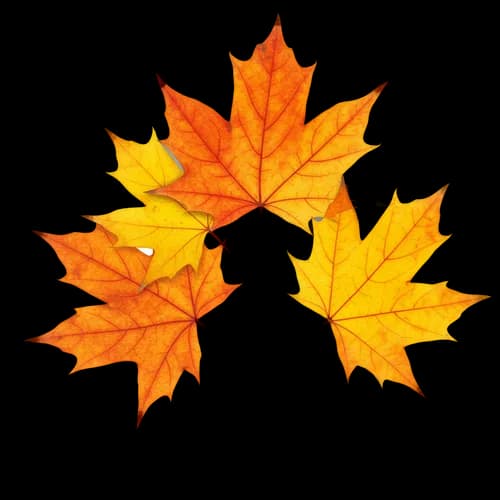 Bright orange and yellow maple leaves in autumn season