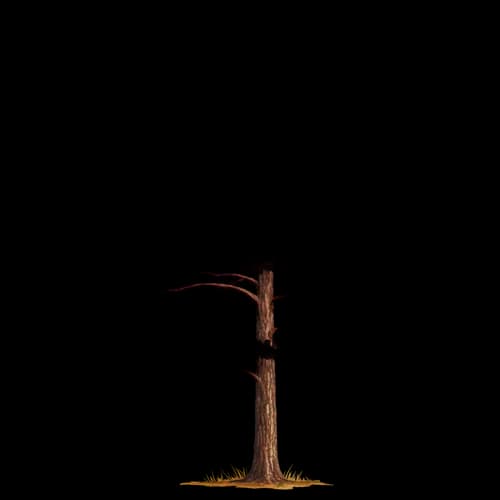 Broken tree trunk standing alone in nature