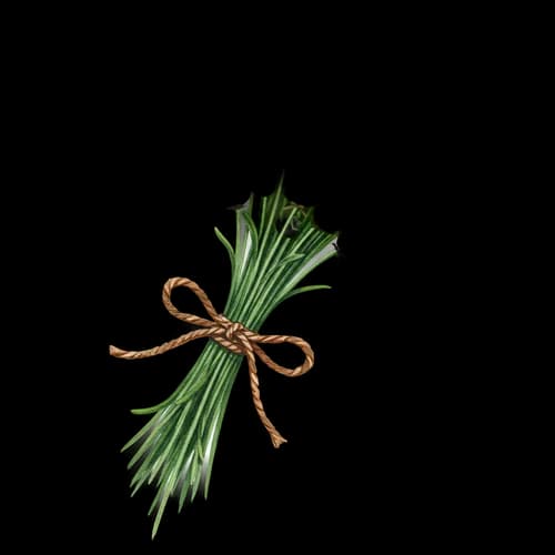 Fresh green chives bundle tied with brown twine string