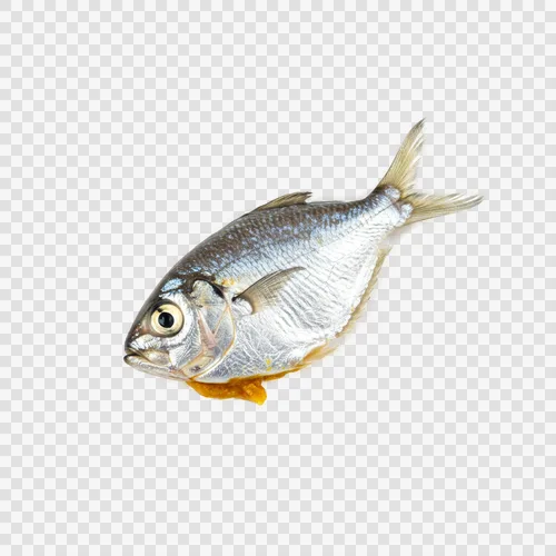 แกงปลาโมลาและปลาเงินตัวเล็กโปร่งใส PNG