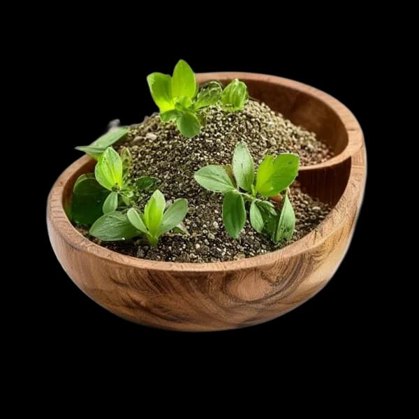 141. Ultra Realistic Oregano Whole Form And Ground Powder Displayed Together In