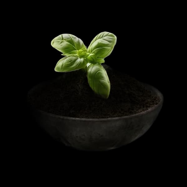 142. Ultra Realistic Basil Whole Form And Ground Powder Displayed Together In Ce