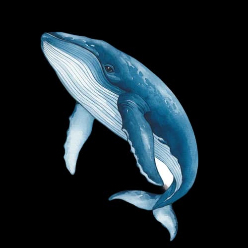Blue humpback whale swimming in the deep ocean JPG Image