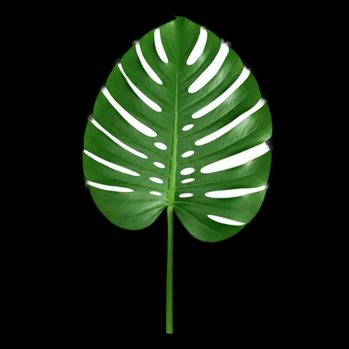 Single fresh green monstera leaf on a stem JPG Image