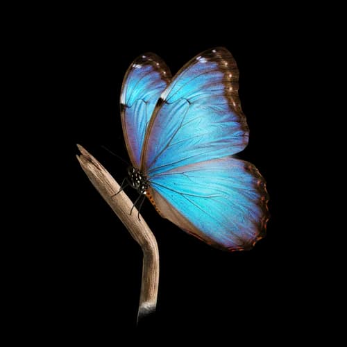 Beautiful blue morpho butterfly resting on a small twig