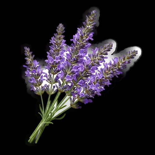 Fresh purple lavender flowers bouquet