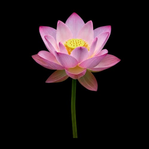 Beautiful pink lotus flower with green stem