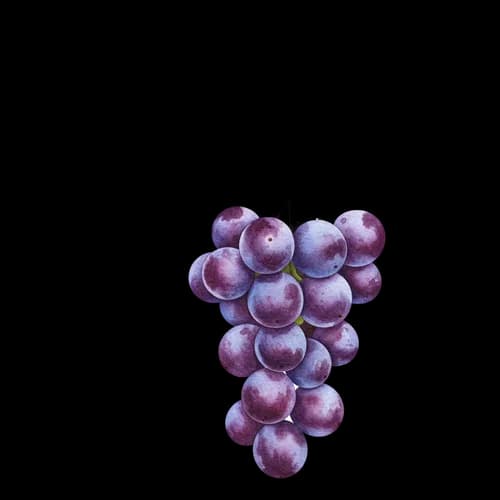 Fresh bunch of purple grapes on a vine