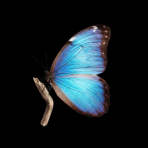 Beautiful blue morpho butterfly resting on a small twig